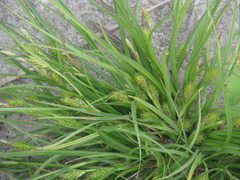 Carex secalina