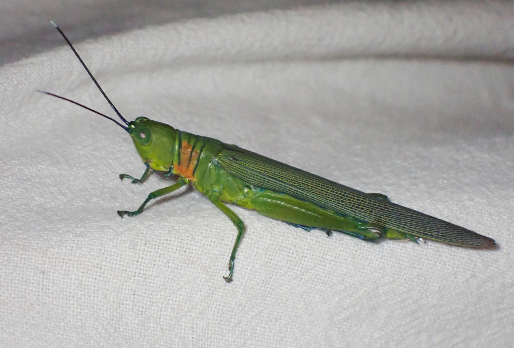 Eumecacris reducta