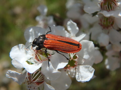 Castiarina erythroptera