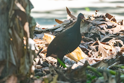 Melanesian Megapode (Megapodius eremita)