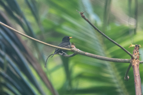 Sooty Myzomela (Myzomela tristrami), photo 3