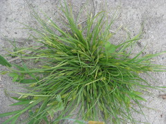 Carex secalina