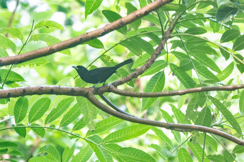 Chestnut-bellied Monarch (Monarcha castaneiventris)