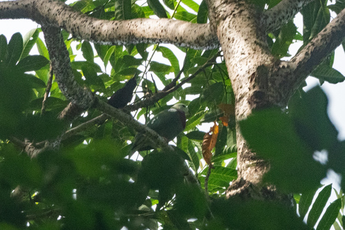 White-headed Fruit Dove (Ptilinopus eugeniae), photo 5