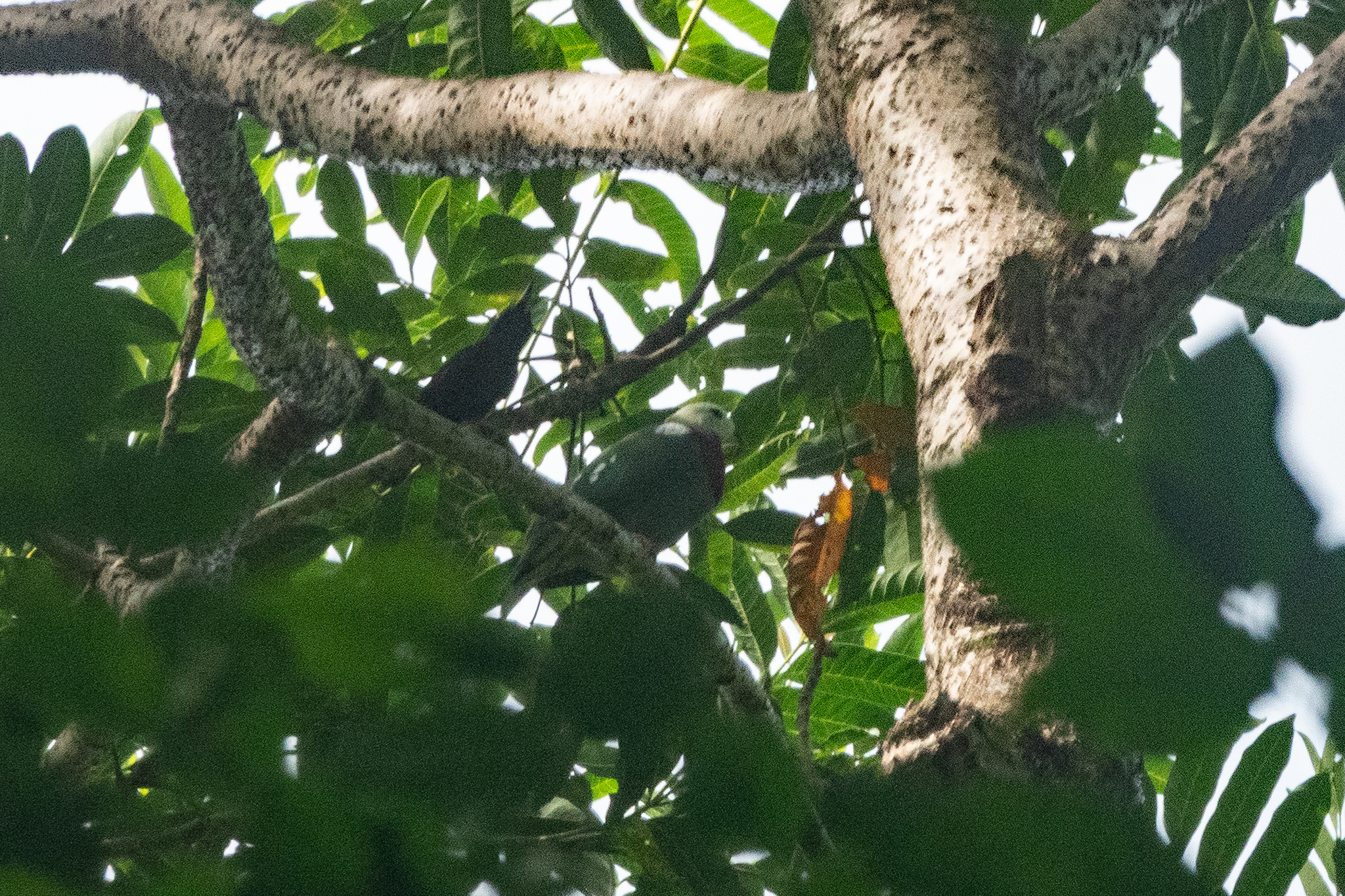 White-headed Fruit Dove (Ptilinopus eugeniae), photo 1