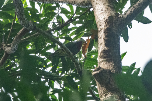 White-headed Fruit Dove (Ptilinopus eugeniae), photo 2