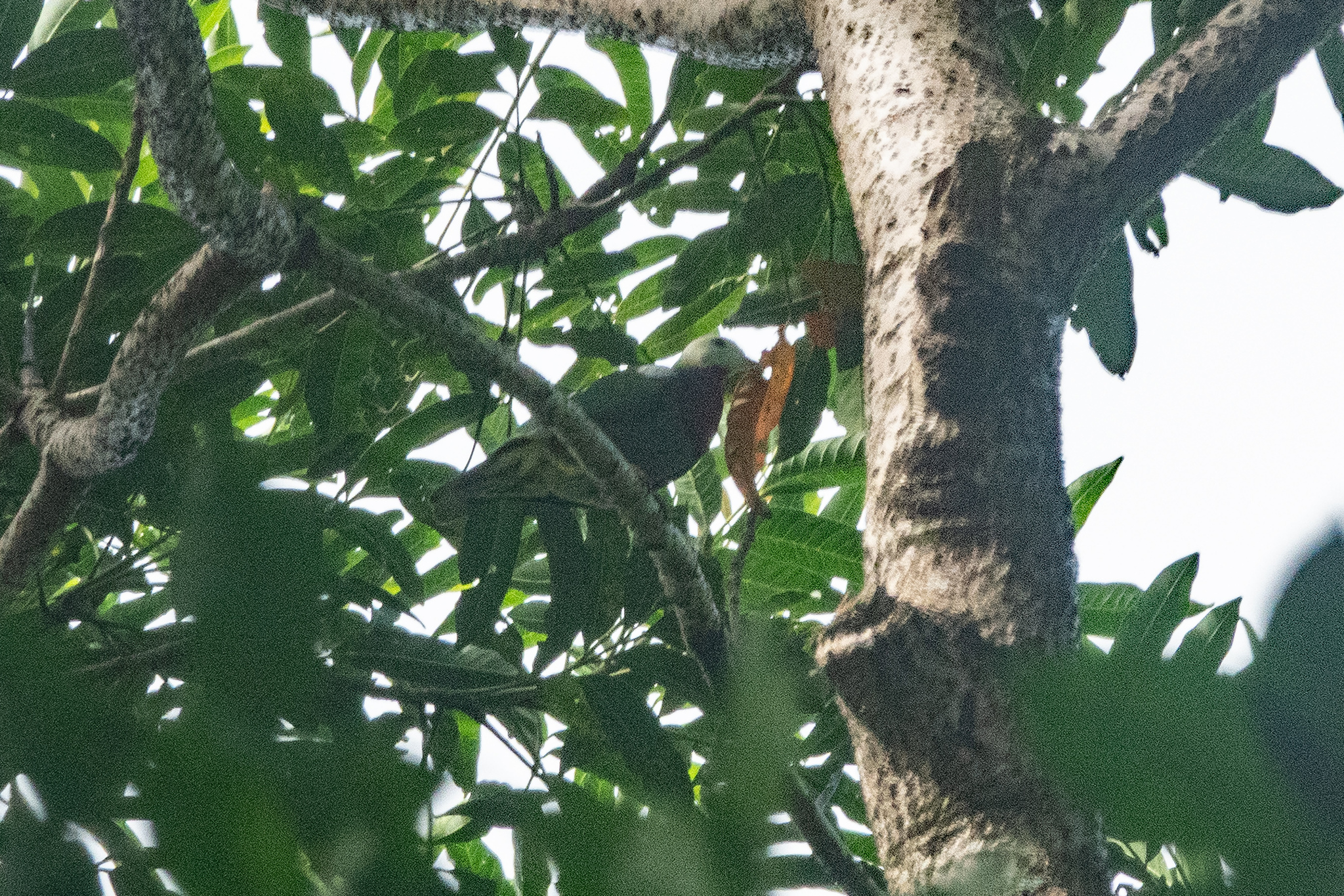 White-headed Fruit Dove (Ptilinopus eugeniae), photo 2