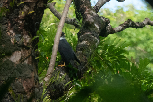 Pied Goshawk (Tachyspiza albogularis), photo 2