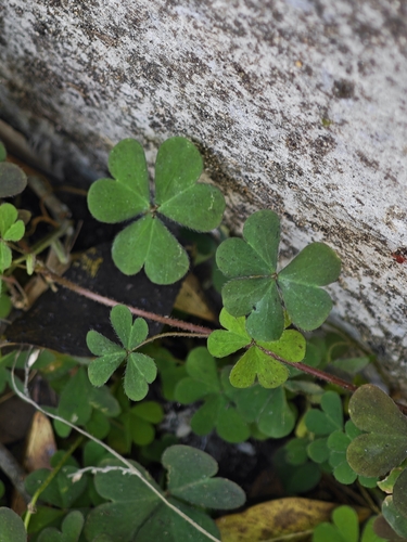 Creeping Woodsorrel