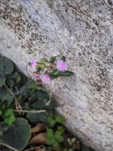 lilac tasselflower