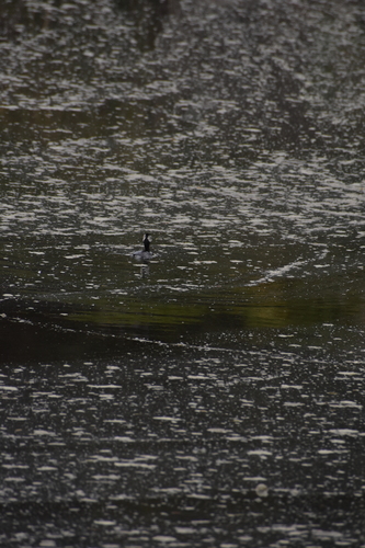 White-tufted Grebe (Rollandia rolland), photo 4