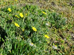 Crassothonna capensis