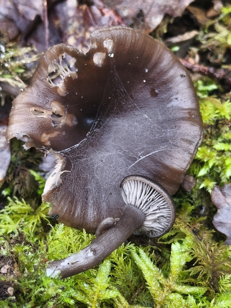 Pseudoclitocybe cyathiformis · January 2026 · photo: © mycototor (iNaturalist, cc-by)
