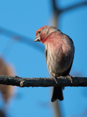 Haemorhous mexicanus