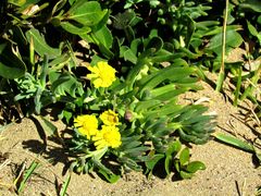 Crassothonna capensis