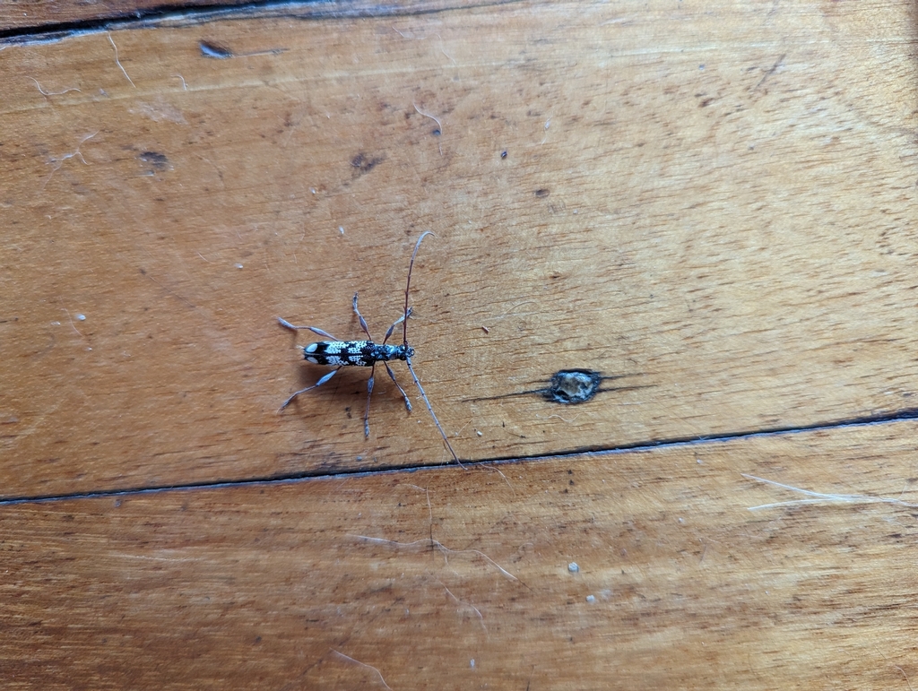 Coptocercus galachrous