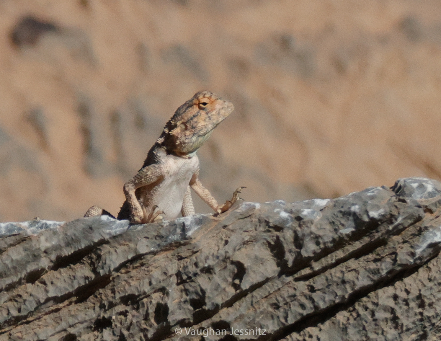 Agama anchietae Bocage, 1896