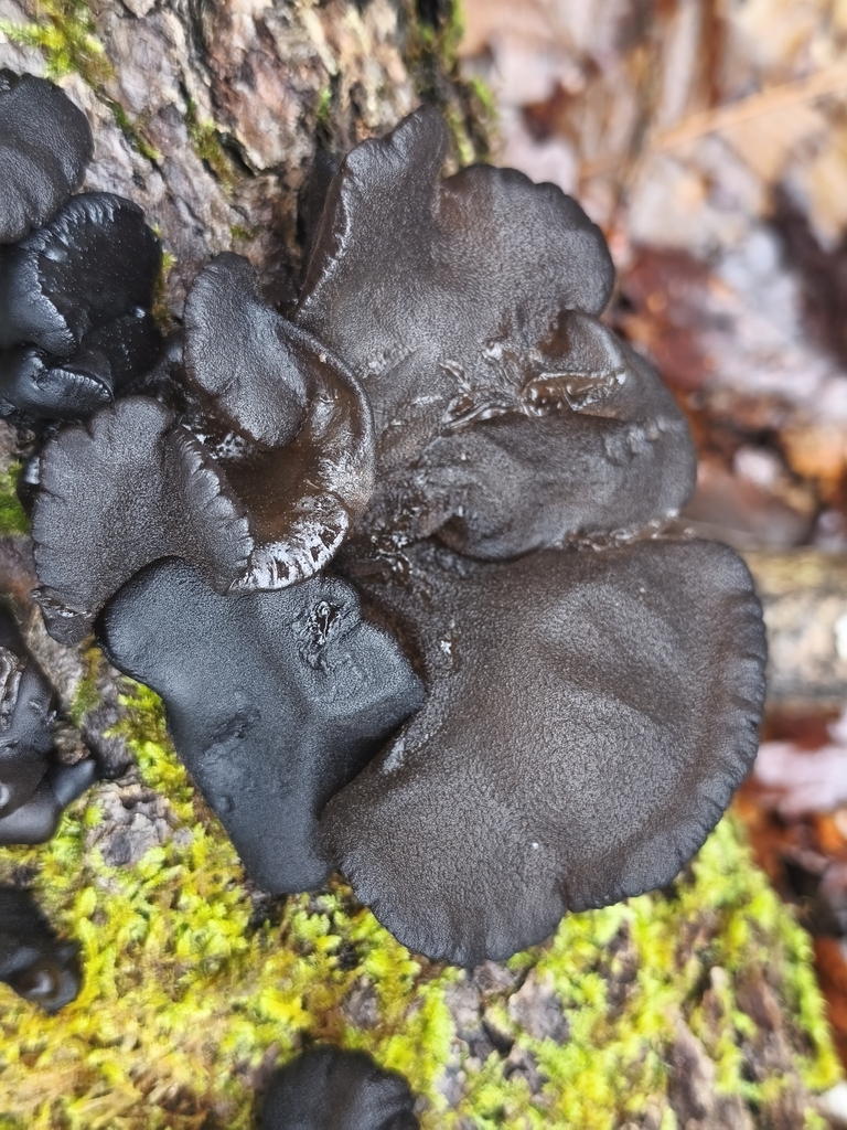 Exidia truncata · January 2026 · photo: © mycototor (iNaturalist, cc-by)