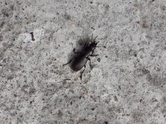 Mecodema sculpturatum