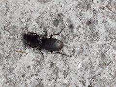 Mecodema sculpturatum