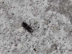 Mecodema sculpturatum