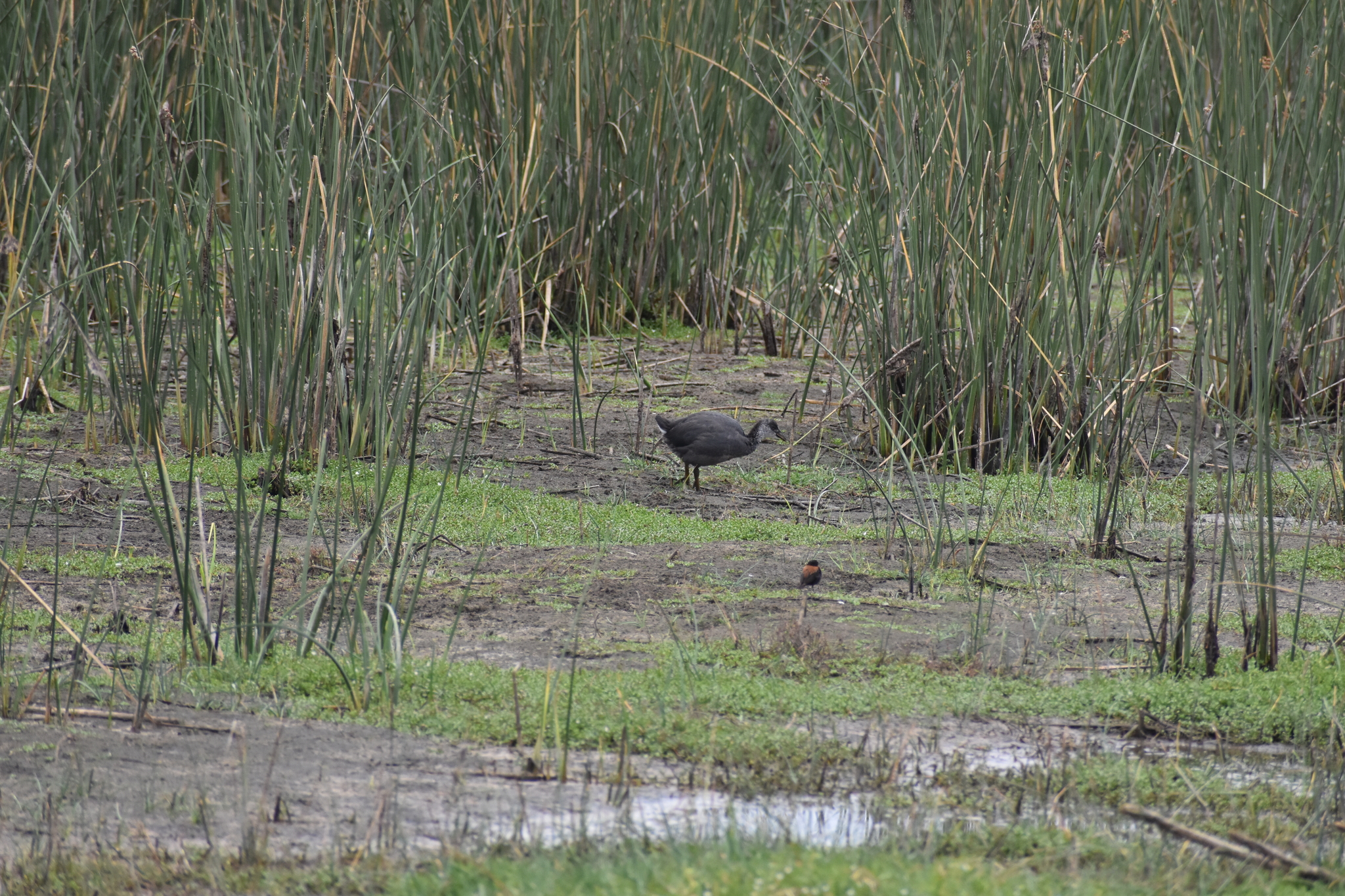 Austral Negrito (Lessonia rufa), photo 7