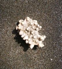 Lithothamnion crispatum