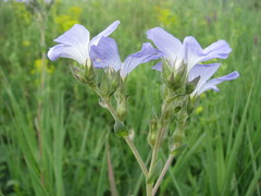 Linum hirsutum