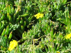 Crassothonna capensis