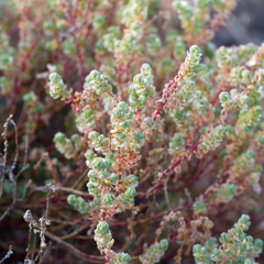 Osteocarpum dipterocarpum