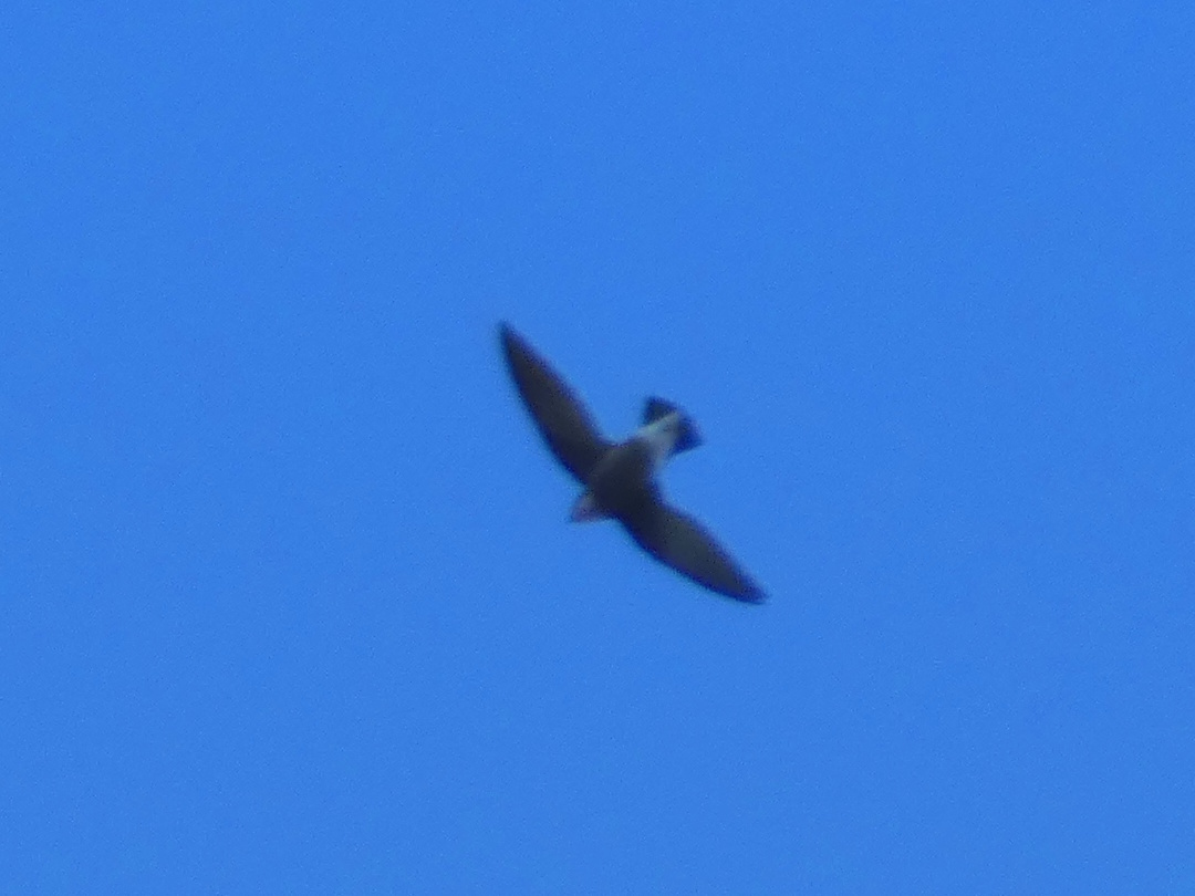 White-throated Needletail (Hirundapus caudacutus), photo 1