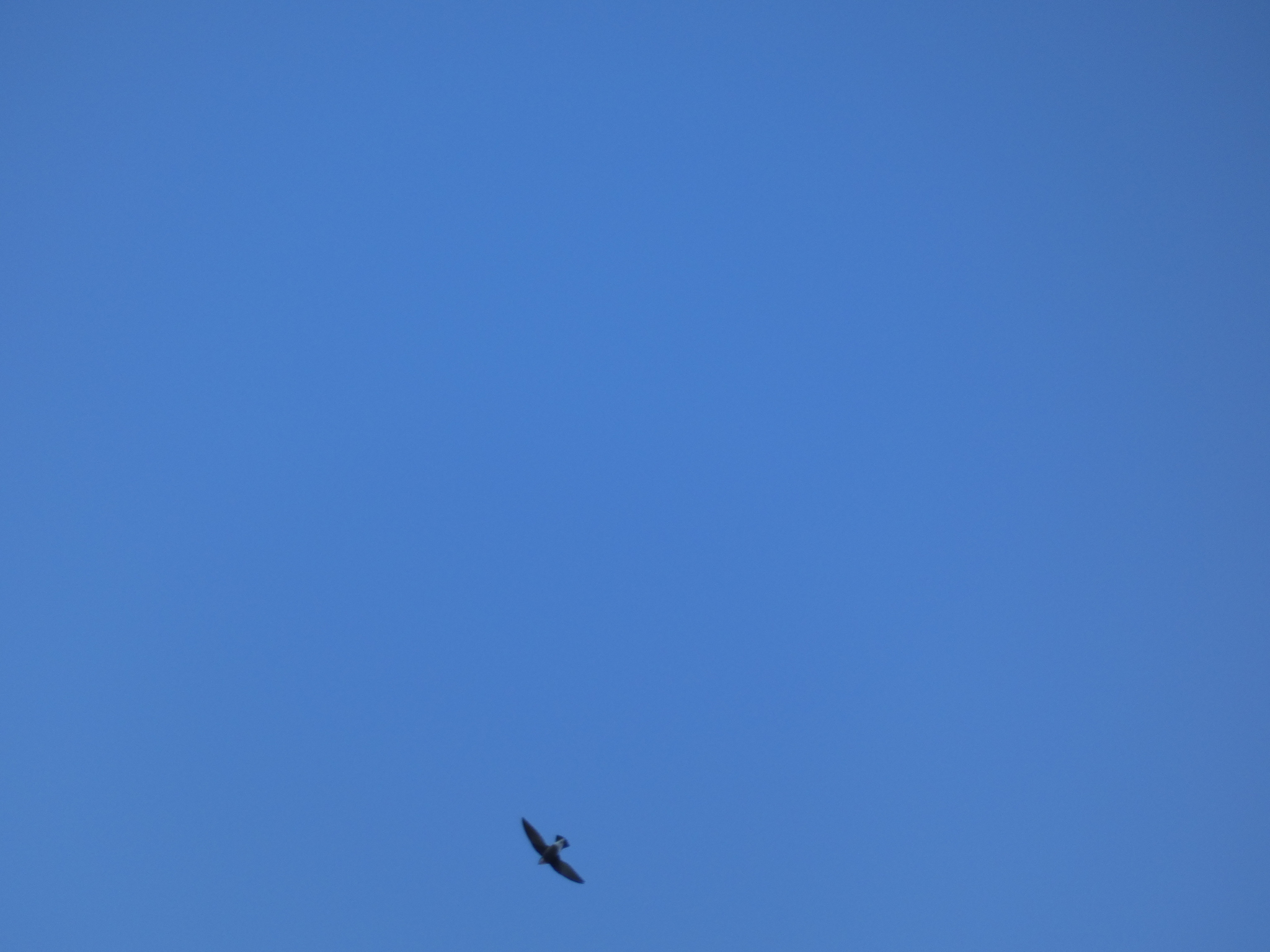 White-throated Needletail (Hirundapus caudacutus), photo 2