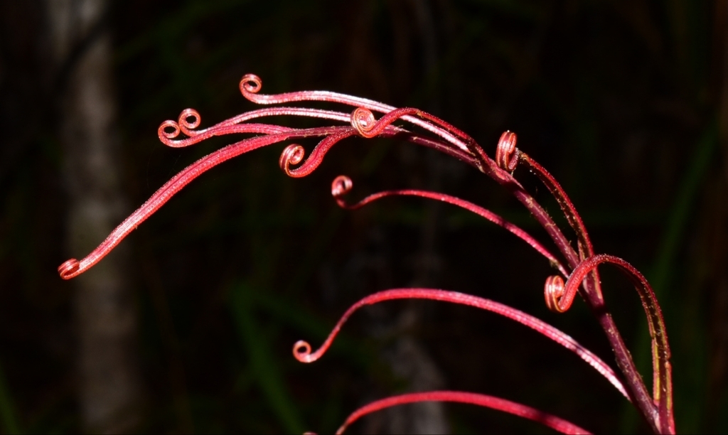 Blechnum chauliodontum (Pink Palm Leaf Fern)
