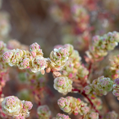 Osteocarpum dipterocarpum