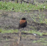 Austral Negrito (Lessonia rufa), photo 8