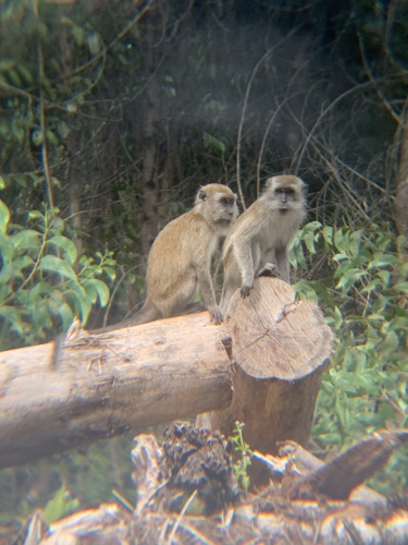 Macaca fascicularis