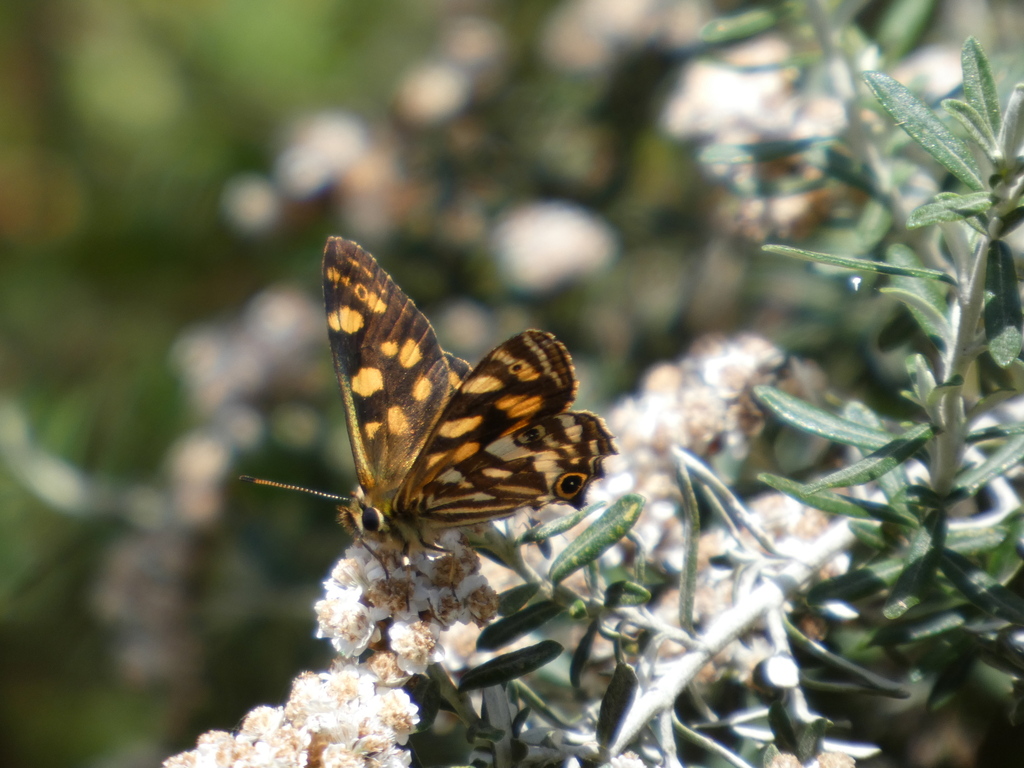 Striped Xenica