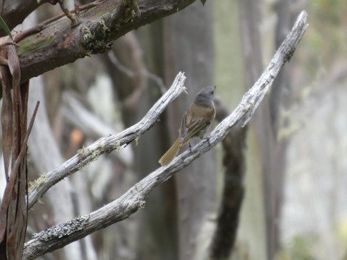 Olive Whistler (Pachycephala olivacea)