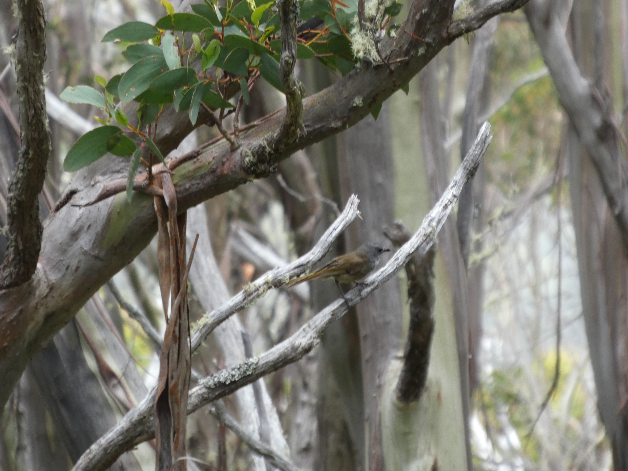 Olive Whistler (Pachycephala olivacea), photo 2