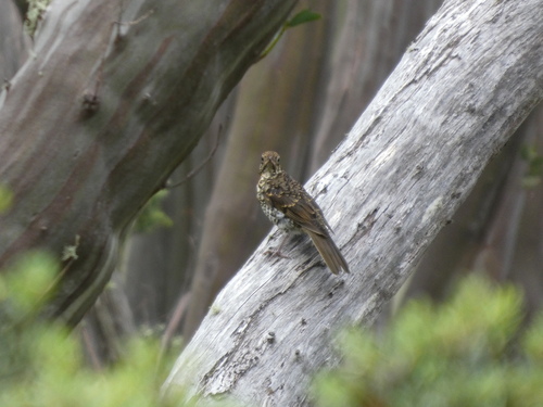 Bassian Thrush (Zoothera lunulata), photo 1