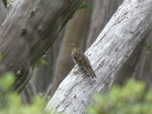 Bassian Thrush (Zoothera lunulata), photo 2