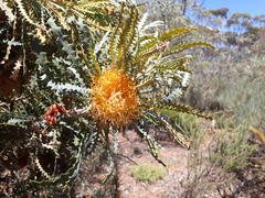 Banksia nobilis