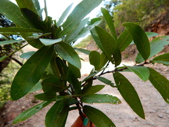 Quercus splendens