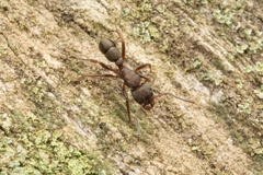 Rhytidoponera tasmaniensis