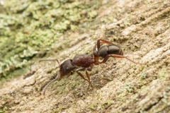 Rhytidoponera tasmaniensis
