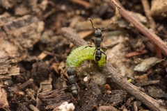 Rhytidoponera victoriae