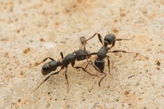 Rhytidoponera victoriae