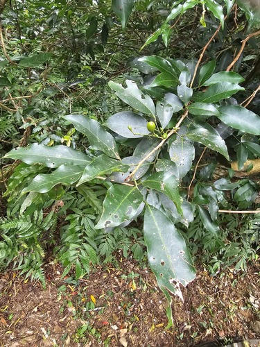 Glycosmis erythrocarpa observed 2026-01-16