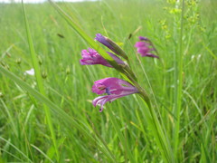 Gladiolus tenuis