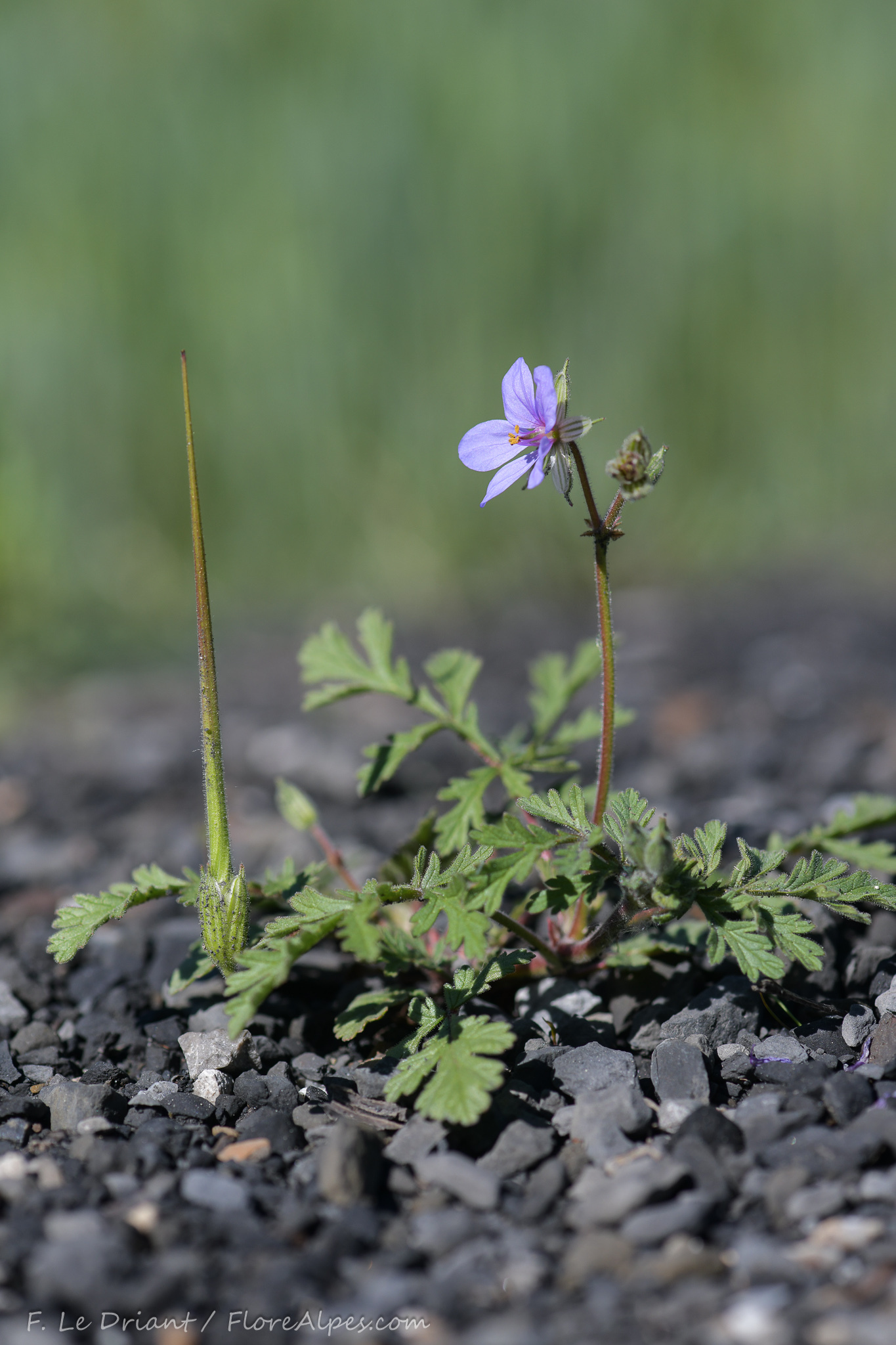 Erodium ciconium